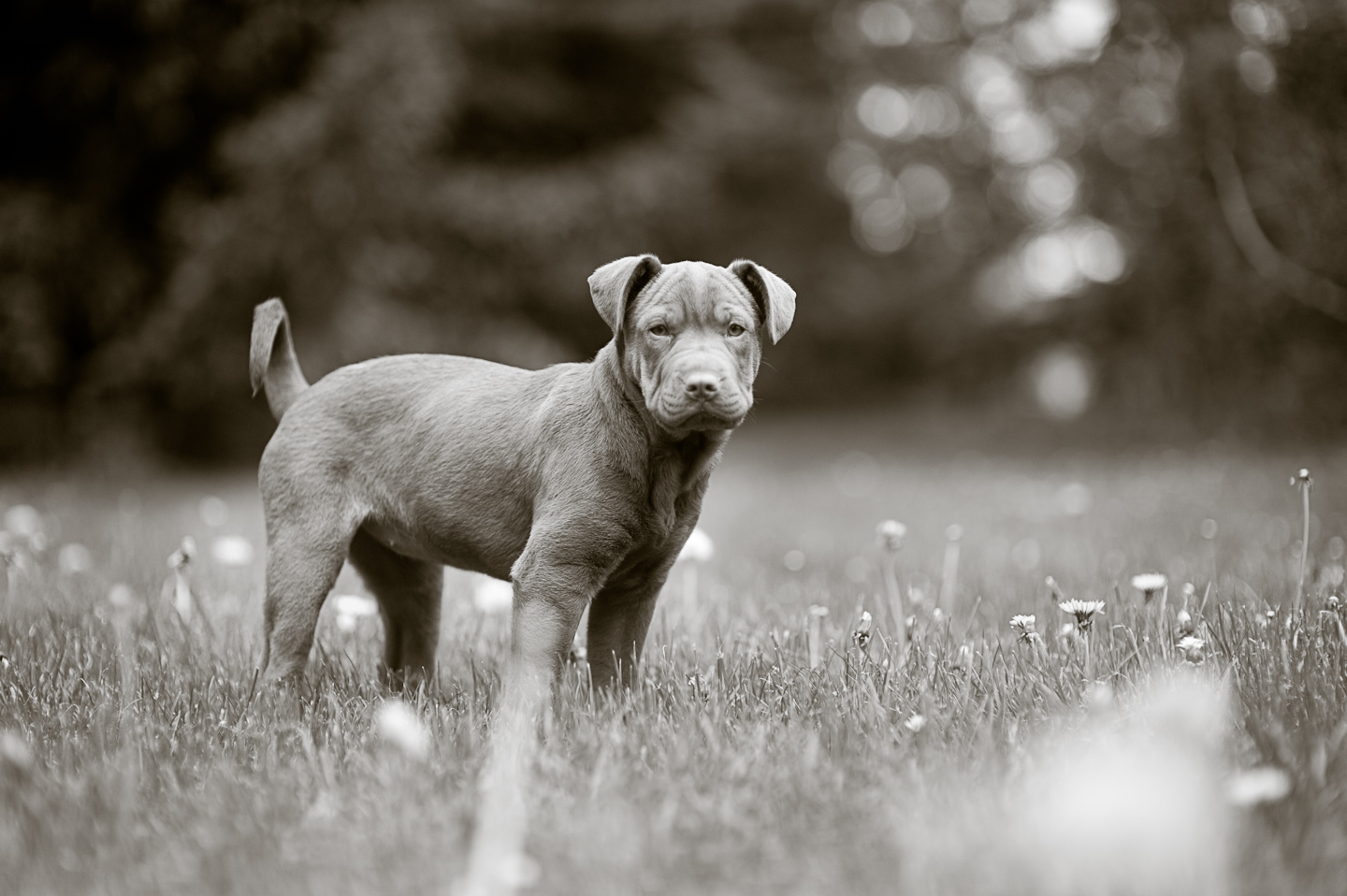 Picture of Zoe (3 months old)