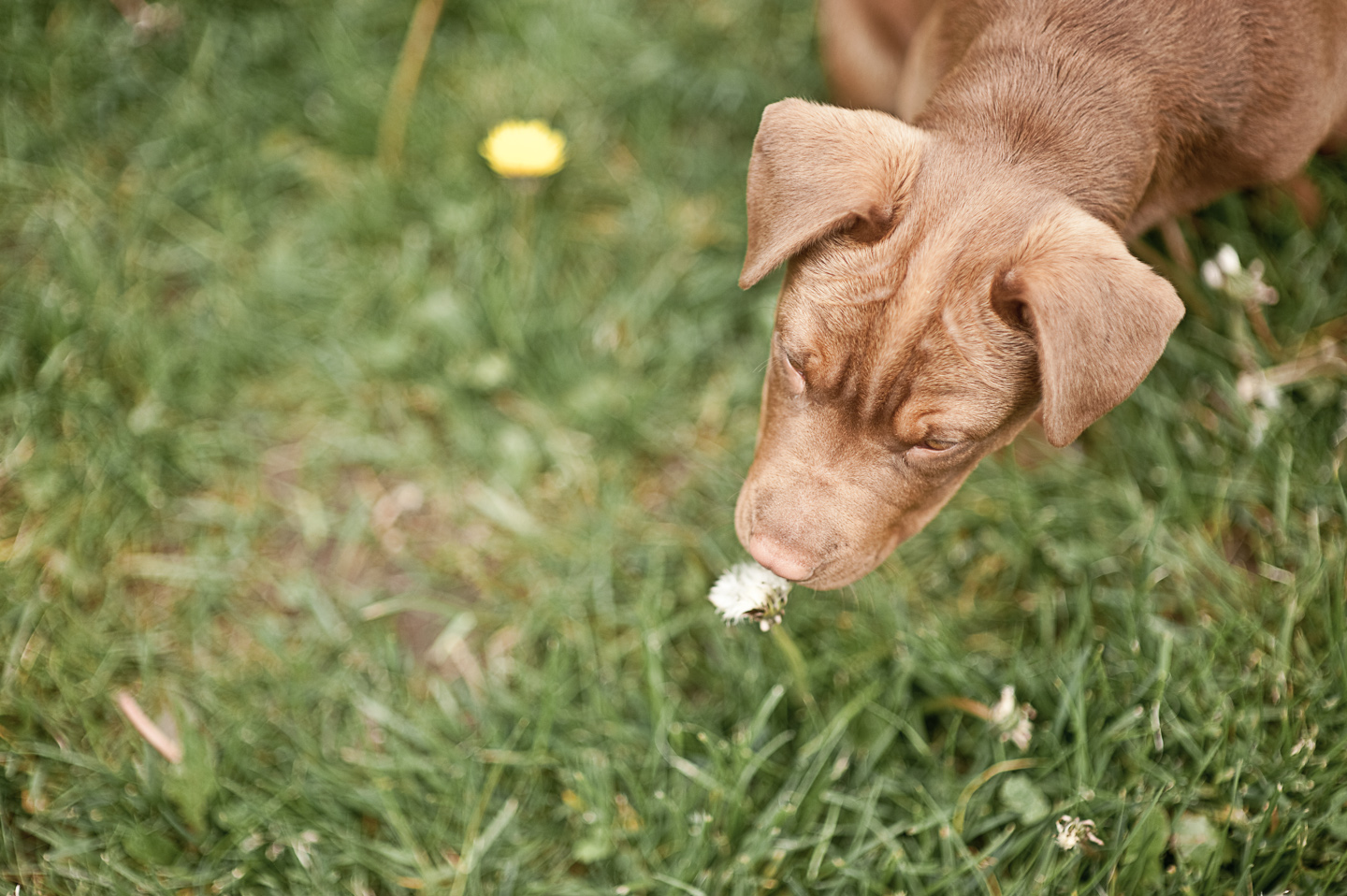 Picture of Zoe (3 months old)