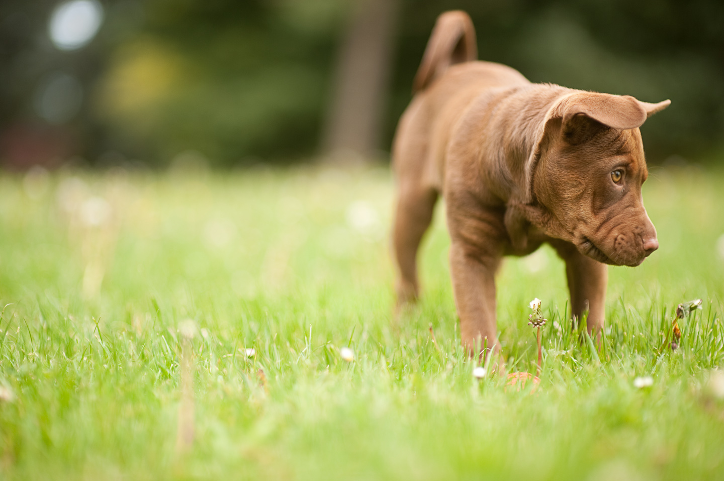 Picture of Zoe (3 months old)