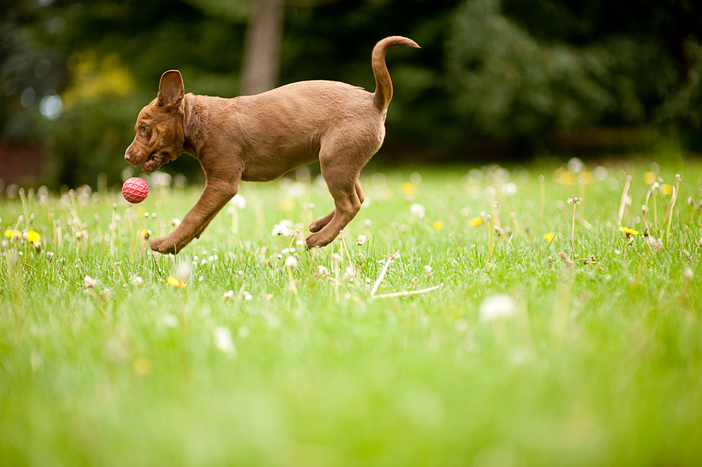 Picture of Zoe (3 months old)