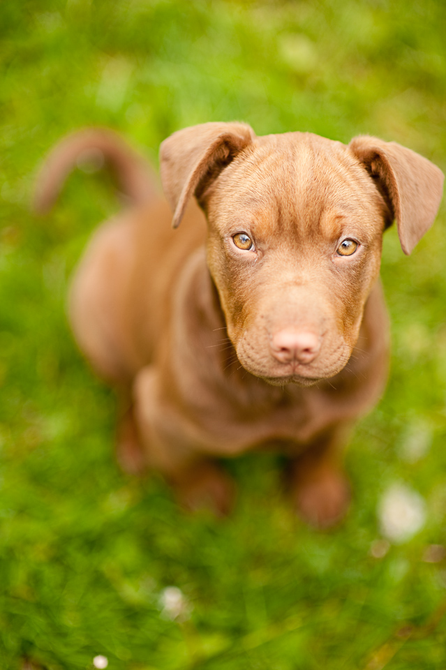 Picture of Zoe (3 months old)