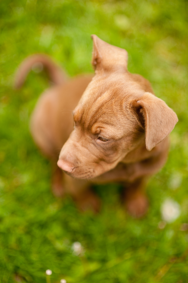 Picture of Zoe (3 months old)