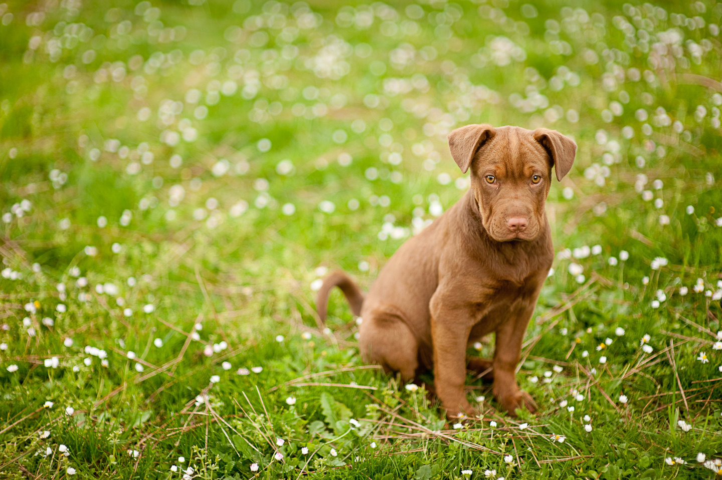 Picture of Zoe (3 months old)