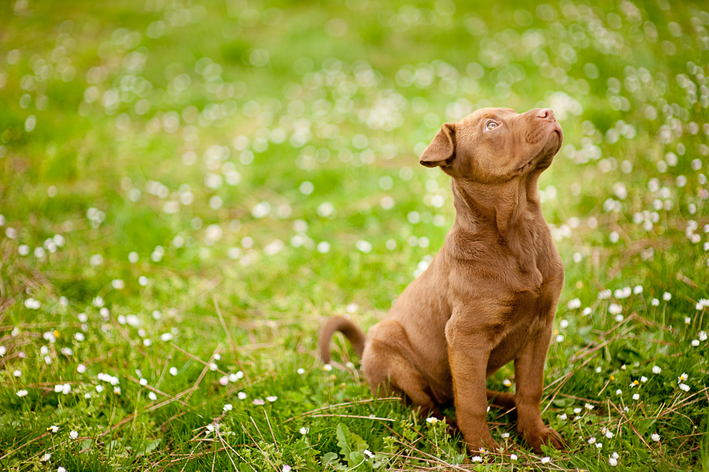 Picture of Zoe (3 months old)